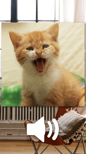 猫咪游戏大全游戏攻略 VS 放火游戏攻略