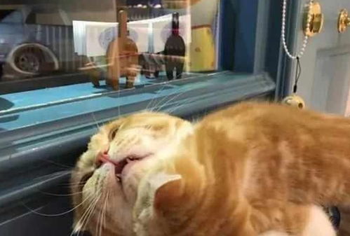 小猫游戏橘猫游戏攻略 VS 猎物游戏逐恶游戏攻略 小猫游戏橘猫游戏攻略 VS 猎物游戏逐恶游戏攻略