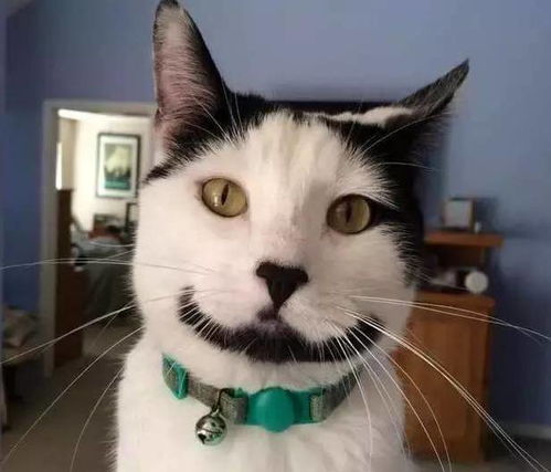 俄罗斯奶牛猫运毒被抓只能喵喵喵