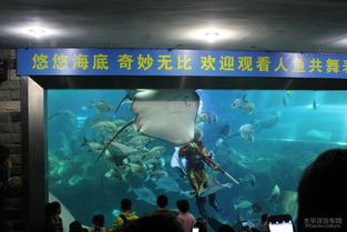 长沙海底世界小游戏攻略 VS 闲鱼之王游戏游戏攻略