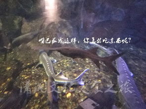 灵魂幽谷游戏攻略 VS 长沙海底世界小游戏攻略