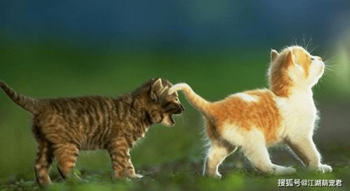 猫咪游戏宠物游戏攻略 VS 快来躺平游戏攻略 猫咪游戏宠物游戏攻略 VS 快来躺平游戏攻略
