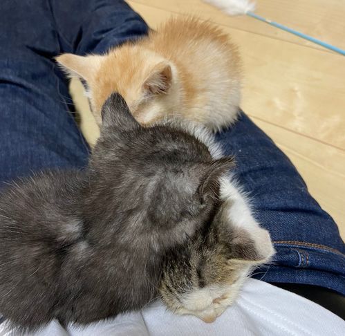 小猫游戏橘猫游戏攻略 VS 草游戏攻略